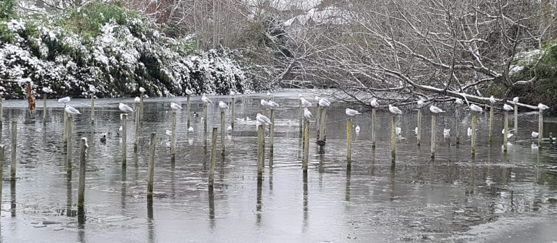 Londra’dan kar manzaraları